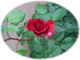 c0125501_10355964.jpg