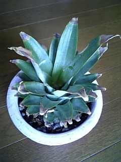 c0092803_13531433.jpg