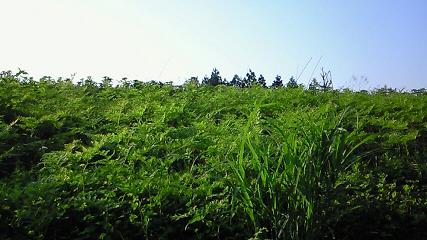d0093506_11231915.jpg