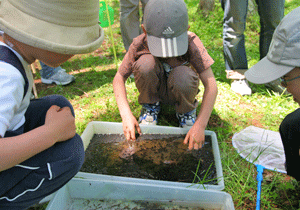 ５月の生き物Ｃｈｅｃｋ！　生き物巣づくり_b0126307_21113493.gif