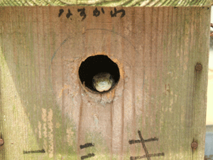 b0126307_21133274.gif