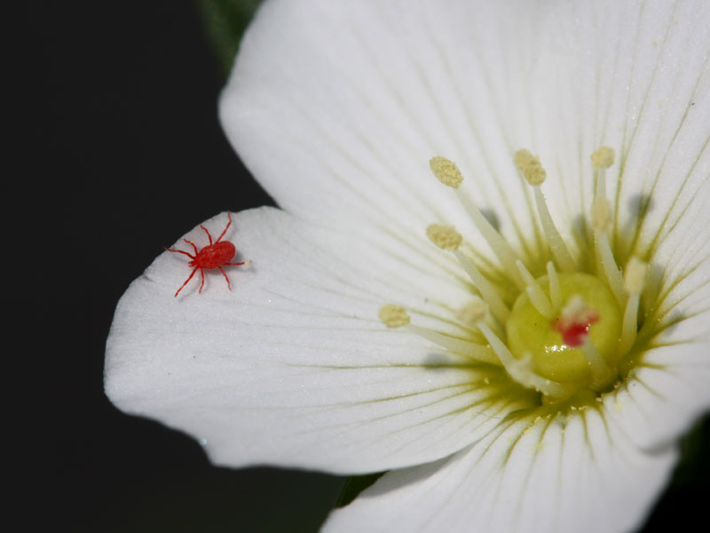 庭の縁石に０ ５ミリぐらいの赤い虫が多数います 昆虫ブログ むし探検広場