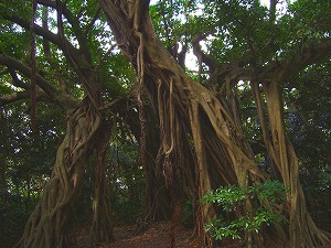 屋久島と種子島の旅(1)_f0100508_2141742.jpg