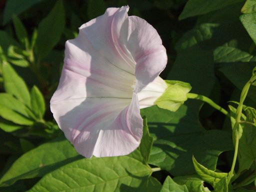 出勤途中の花～～_c0083210_1030910.jpg