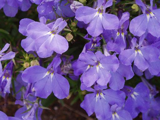 出勤途中の花～～_c0083210_10314172.jpg