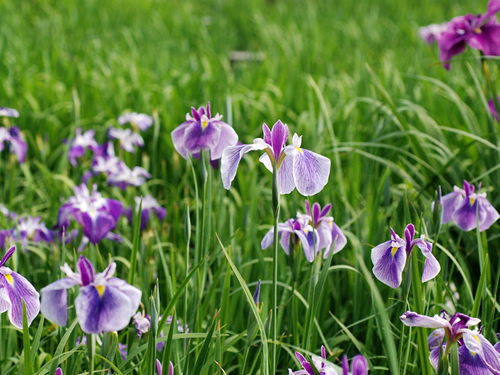 菖蒲の花。_b0041831_22151076.jpg