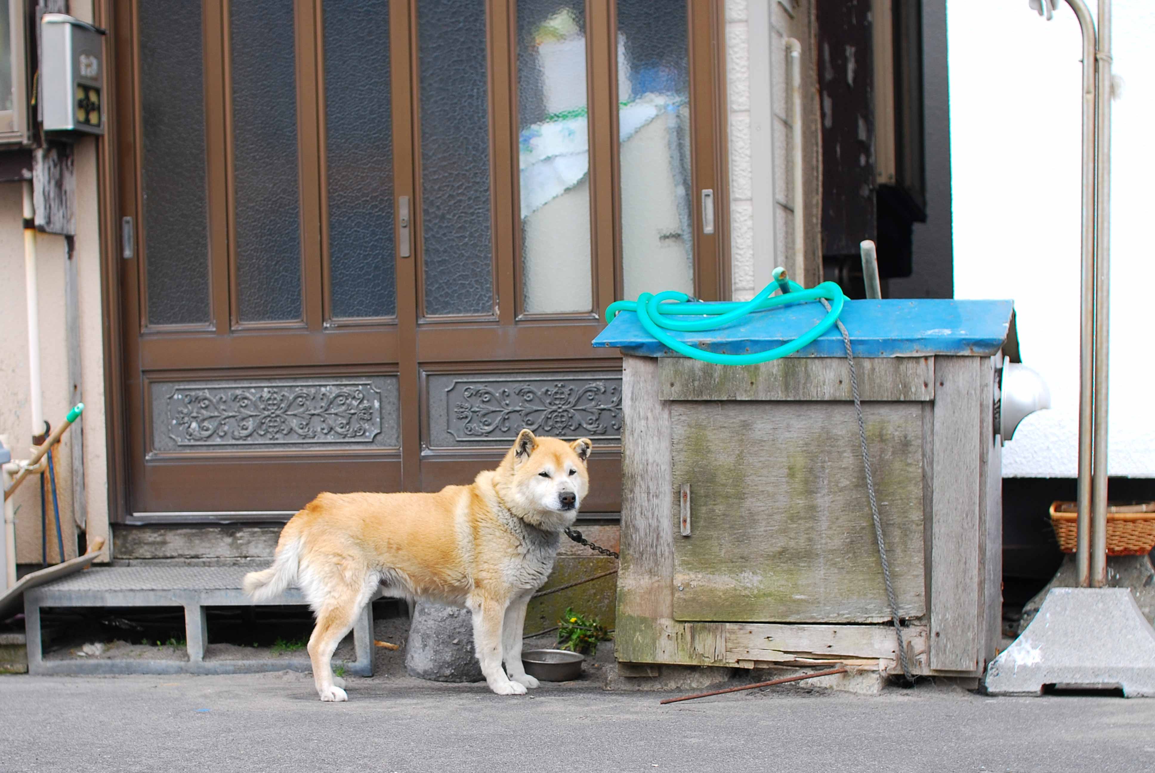 おとなしい犬 H Sophia Photoblog