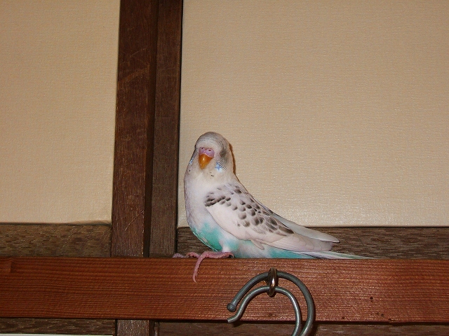 帰巣本能なんかな（セキセイインコ）_b0019851_7553939.jpg