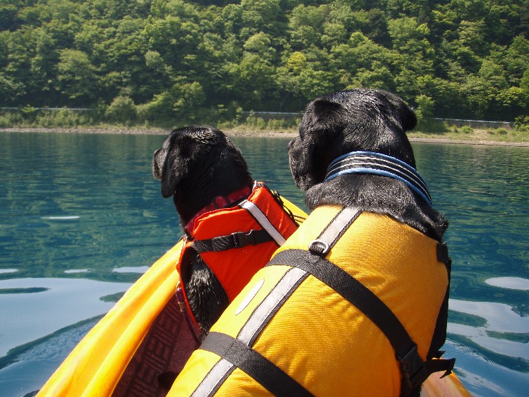 カヌー犬としての素質。_e0142754_22455285.jpg