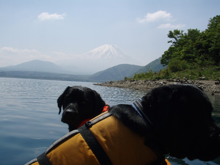 カヌー犬としての素質。_e0142754_2246241.jpg