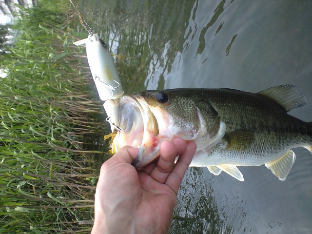 c0127358_20363348.jpg
