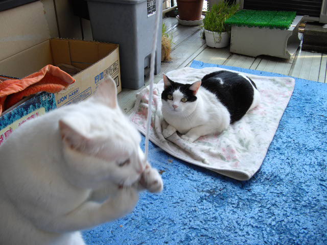 少し、からだ、動かさなきゃ~_d0116059_1237117.jpg