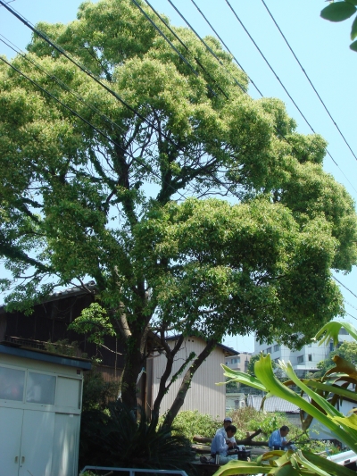 c0108460_0485317.jpg