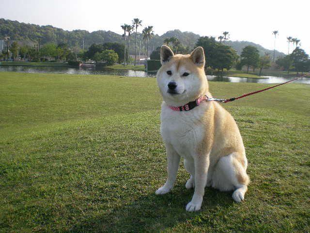 2008年5月22日(木)明日からトルコに行ってきます!_f0060461_23113641.jpg