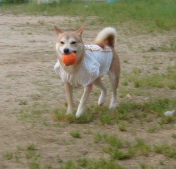 　今 日 も 遊 ん だ よ ～ ♪　_a0089865_2128512.jpg