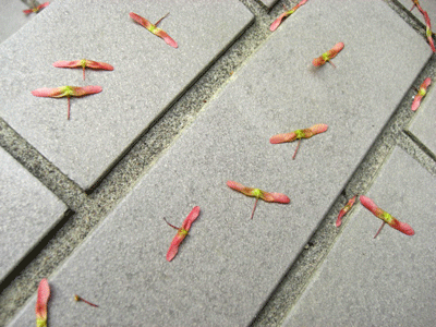 a0086067_23375520.gif