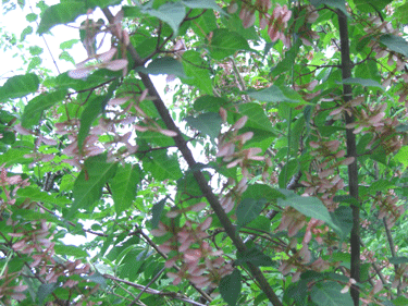 a0086067_23381123.gif