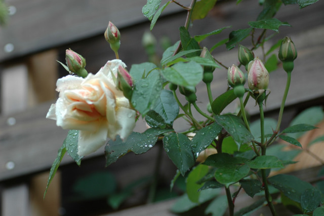 雨の中の薔薇_f0160480_17421645.jpg