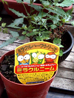 奇跡の栽培。_d0063290_1575620.jpg