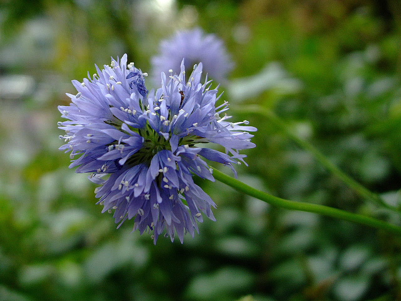 謎の青いボールの花とアマポーラの花_f0100593_1984379.jpg