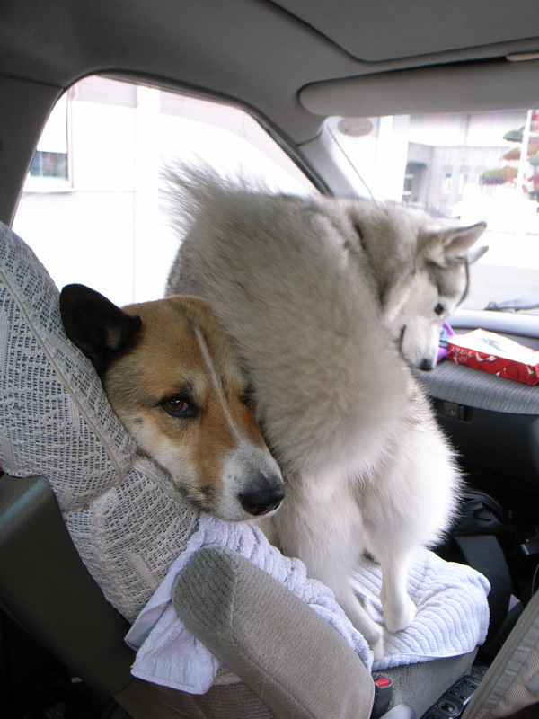 へんろ外伝 午後もラブラブ 4月24日 その2 犬連れへんろ 二人と一匹のはなし へんろ外伝 午後もラブラブ 4月24日 その2 犬連れへんろ 二人と一匹のはなし