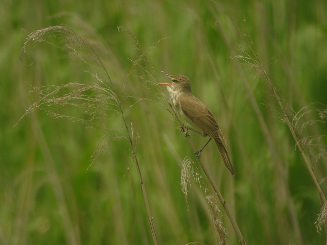 地元の夏鳥　オオヨシキリ_c0079001_19321324.jpg