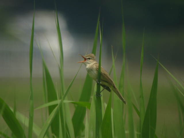 地元の夏鳥　オオヨシキリ_c0079001_19323911.jpg