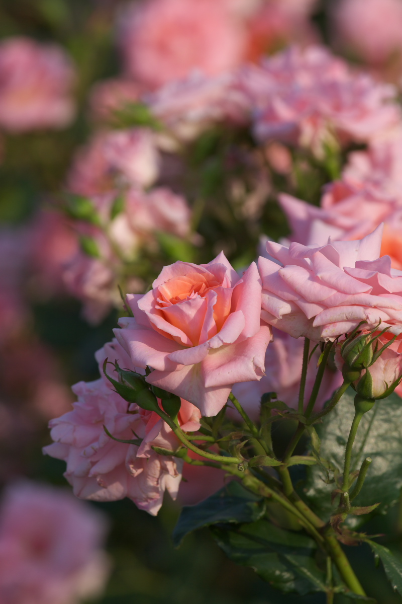 山下公園の薔薇_c0153616_773751.jpg