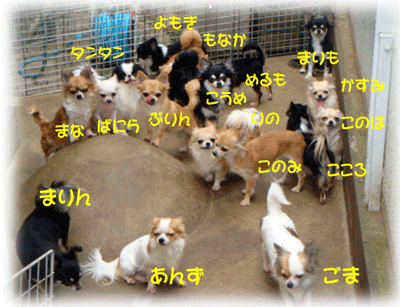 b0078030_23102759.gif