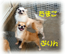 b0078030_2355054.gif