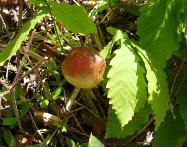 d0075131_22321119.jpg