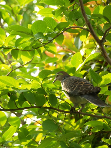 我が家の鳩？.....庭にて_f0103534_20443570.jpg