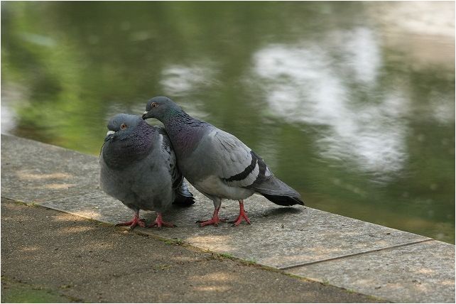 草加公園で望遠レンズの試し撮り_e0052135_1631597.jpg