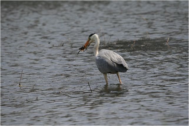 草加公園で望遠レンズの試し撮り_e0052135_16373491.jpg