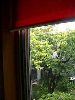 緑を拝借☆_c0152341_814662.jpg