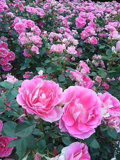 e0009547_23185248.jpg
