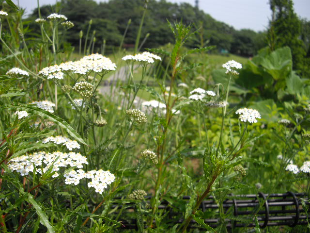 ハーブ畑より_d0116059_2394133.jpg