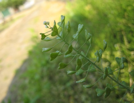 e0015964_23183653.jpg