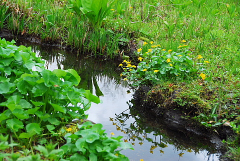 富士・箱根(7) 箱根湿生花園_b0053765_22185487.jpg
