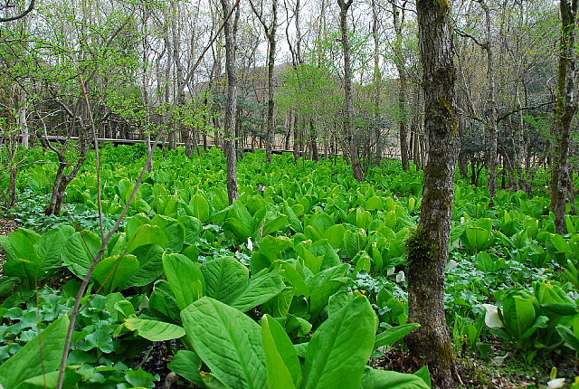 富士・箱根(7) 箱根湿生花園_b0053765_2221545.jpg