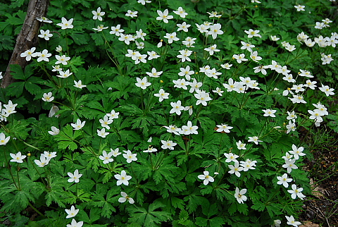 富士・箱根(7) 箱根湿生花園_b0053765_22224054.jpg