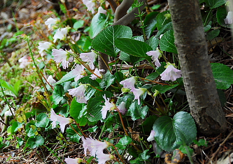 富士・箱根(7) 箱根湿生花園_b0053765_2223213.jpg