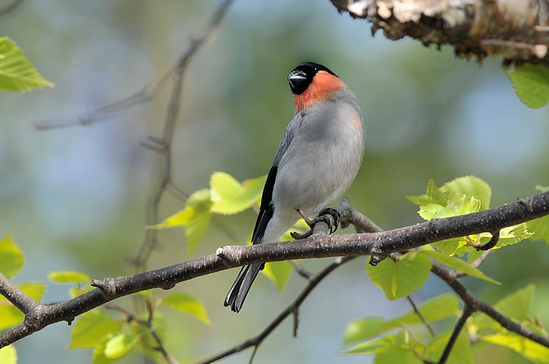 ウソ雌 雄 鳥さんと遊ぼう