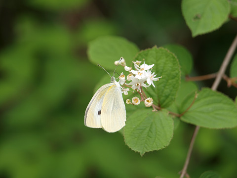 b0135573_2113669.jpg