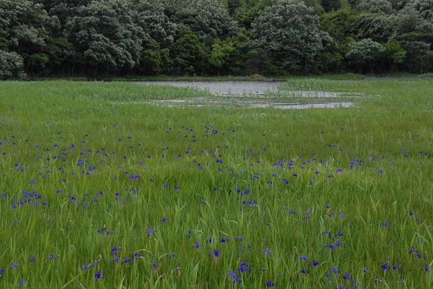 趣味の写真・・・カキツバタ　小堤西池　刈谷市_b0105374_923643.jpg