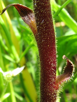 ヤセウツボ(痩靫)・・・要注意外来生物、千葉県一般有害植物_c0085874_14523580.jpg