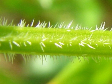 ハナヤエムグラ(花八重葎)_c0085874_22101084.jpg