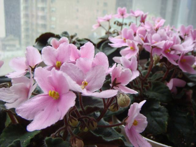 d0100880_213951.jpg