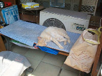 c0049489_23165061.jpg