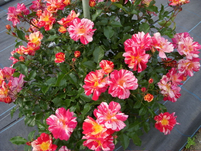 c0149195_23571111.jpg